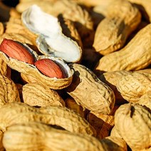 내고향푸드 국내산 고창 땅콩 생땅콩 볶음땅콩 300g, 볶음알땅콩300g