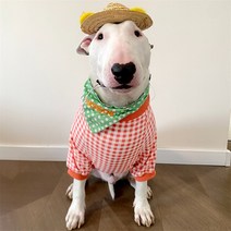 애견 가슴줄 하네스 조끼 코기 시바 이누 사모예드 허스키 래브라도 골든 리트리버 불 테리어 아메리칸 불리 핏불 개 티셔츠 대형 의류, Orange+S