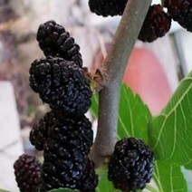 묘목/오디-재래뽕나무/실생1년/10주 B996