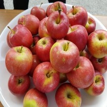 미니사과나무/오토메/R4CM결실주/묘목/dd0079