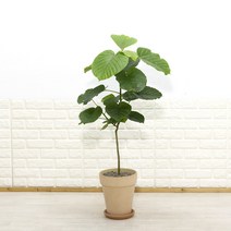 [화수분] 휘카스 움베르타 중소형 공기정화식물 카페식물 집들이 신혼집화분, 1.이태리토분 아레나(황토색) 토분받침세트, 1개