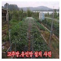 해피코리아 농자재 오이망 고추망 호박망 덩쿨 식물 유인망 90.120.180cm x100m, 오이망180cmx100m