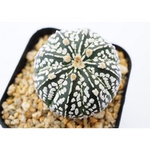 [슈퍼투구 가부토 특이문양 0601] 홈가드닝 선인장 키우기쉬운 아프리카 다육이 공기정화 특이한 귀여운 예쁜 희귀한 인테리어 생일 소형 작은 개업선물 리톱스 코노피튬 식물