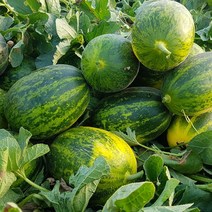 [요리하는남자들] 경북 고령 파파야 메론 멜론 개구리참외 2kg 3kg 5kg, 파파야 메론 2kg (5~10과), 1개