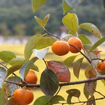 소과 단감 5kg 랜덤 지역 크기, 1