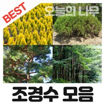 합리적 가격의 우수한 조경수나무묘목 판매(영산홍 왕벚나무 측백나무 소나무등), 07.영산홍(연산홍)묘목 자산홍(자주색)5주묶음