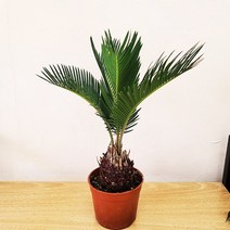 키우기 쉬운 식물 멕시코소철 열대식물 외목대 플랜테리어, 1개