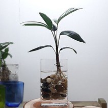 관음죽 수경재배 실내공기정화식물 둥근 유리화병포함, 본상품선택