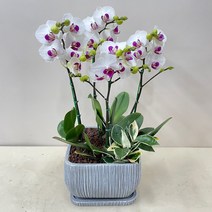 퀵 배송 농장직배송 부모님생신화분 승진축하선물 퇴임식축하문구 지점장승진화분 발령축하문구 회장취임전보 이전개업리본축하문구, 1.화이트