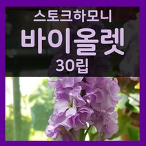 꽃씨몰 꽃씨 봄 파종 여름꽃씨 가을 노지월동 다년생 야생화 양귀비 종자 꽃씨앗, 44.스토크하모니바이올렛 30립(1~2년생)