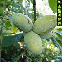 포포나무(뽀뽀나무) 접목1년 - 과실수 유실수, 02. 래퍼해녹
