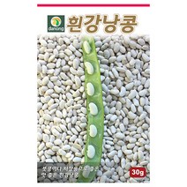 땅콩 30g - 씨 씨앗 콩 콩씨앗 콩씨 땅콩씨 땅콩씨앗 채소씨앗 채소씨, 05_다농_흰 강낭콩(넝쿨성)(30g)
