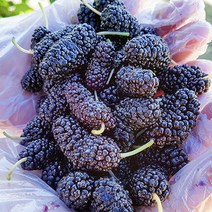 고창 토종 냉동 오디 1kg(트레이) / 고창오디 오디 냉동오디