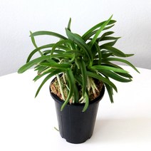 풍란 모종 소엽풍란 소형 중형 난초 식물 마이플랜트, 소품, 1개