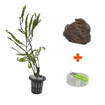 바보사랑 DIY 마이플랜츠 화산석 볼비티스 .미미네아쿠아, 상세 설명 참조