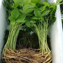 무농약 인삼 새싹삼 20~25cm 25~50뿌리 새싹인삼 유기농인삼 어린인삼 시아버지생신선물, 50뿌리, 상세페이지 참조
