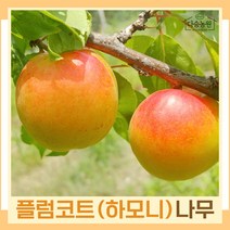 플럼코트나무 묘목 하모니 R4cm 결실주(분) 1개