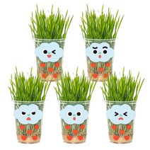 민화샵 밀싹 키우기 키트+관찰일지 (5인용)1053154, 단품