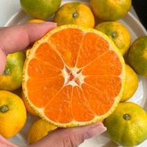 제주 고당도 하우스 감귤, 선물용(선물가방포함)중과 5kg