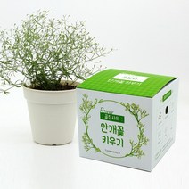 꽃집사 안개꽃 키우기, 상세페이지 참조