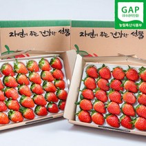 딸기농장 직송 설향딸기 프리미엄 생딸기 1.6kg 딸기 선물 택배