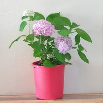 수국 9종 대품 목수국 엔들레스썸머 오리지널 더브라이드 블룸스타 트위스트앤샤우트 7치 화분, 2. 더브라이드(7치화분)