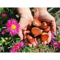 22년 햇밤 공주 정안 알밤 국내산 생밤 100%, [칼집 O] 공주알밤 2Kg