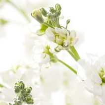 프래그런스오일 옴니아크리스탈린 B type 은은하고 부드러운 맑은 향 프래그런스오일 캔들바다, 100ml