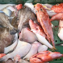 당일조업 제철생선 생물 잡어 생선구이 매운탕 탕거리 손질 후 3kg