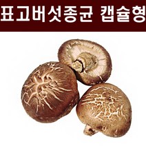 표고종균 1판(606알) 표고버섯종균 버섯종균 참나무 표고 성형 접종형 캡슐형, 표고종균 3판(1818알)