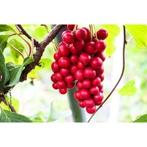 지리산뱀사골 오미자당절임 10kg 산지직송 자연산 22년 오미자청(JB)