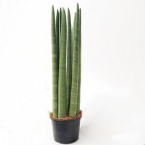 트리앤 1+1 스투키/ 본쉘 스투키 공기정화 식물, 12.  일자형 50cm 7촉 1개