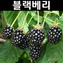 블랙베리/블랙사틴 나무 묘목 삽목2년생 뿌리묘 1개/유실수/과수
