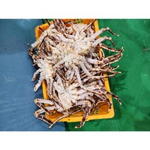 활 레드킹크랩 2kg/ 활배송 찜배송 선택가능, 1개