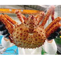 살아가는 활킹크랩 브라운 레드 킹크랩, 1.1kg내외 브라운활킹크랩, 1개
