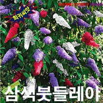 (희귀씨앗) 노지월동 가능한 삼색붓들레야 10립, 1개