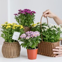 [피플랜트] 컬러 다양한 국화 모종 소국 화분 다년초 야생화 가을꽃 키우기, 추가구매 03. 사각 라탄바구니(모종 2개용)