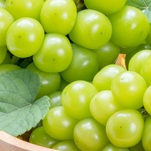 크기 소과 지역 랜덤 상주샤인머스켓 2kg 보관 묘목, 1, 쿠팡 본상품선택