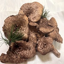 생능이 자연산능이 자연산 능이버섯 국산 능이 500g 1kg 강원도 인제, 냉동(손질) 500g