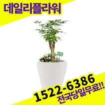 해피트리 개업화분 축하화분 개업식 개업선물 식당 카페 개원 집들이 승진 취임 부임 영전 전국당일무료배송 실내관엽식물