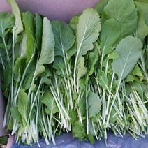당일수확 제철나물 유채 유채나물 가랏 1kg 6시내고향, 1개