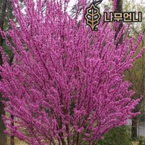 박태기 자엽박태기﻿ 나무언니, 박태기 키120cm분묘(5개세트)