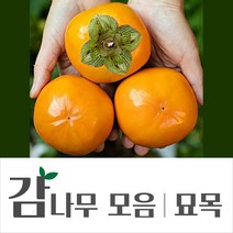 [경민농원]연수단감묘목 감나무묘목 특묘, 태추단감