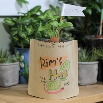 파라솔-그림봉투화분 스위트바질 :CNS9959ea#, 본상품선택