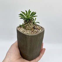 [괴마옥] 괴마옥키우기 파인애플식물 파스텔토분 예쁜다육 다육식물 다육이 선인장 인테리어식물 플랜테리어 반려식물, 파스텔토분 (색상 모카), 1개