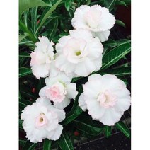 사막 장미 식물 꽃 아데 늄 오베섬 종자 디자인 씨앗, adenium-NO.21, 2pcs, 1개