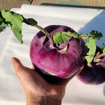 2022년 국내산 제주 햇 콜라비 적콜라비 특품 3kg 5kg 10kg [노블프레쉬], 콜라비 10kg, 1개