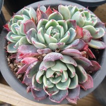 [수암다육] 나나후꾸미 랜덤발송 Echeveria Nanahukumini 다육 다육이 다육식물 국민다육 다육이키우기 선인장 플랜테리어 미니선인장