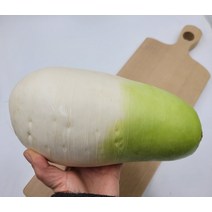 무 제주 월동무 1개 1.3kg내외 발품장터