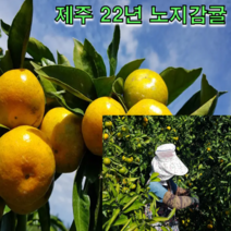 제주 22년 노지감귤 4.5kg 9kg 탱글과육 새콤달콤 조생 감귤 하우스 귤, 제주 햇 노지감귤 9kg 로얄과